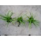 Carex morrowii 'Variegata' - Zegge